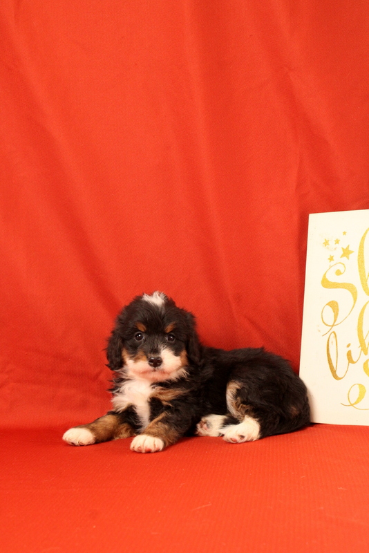 puppy, for, sale, Mini Bernedoodle F2, Matthew B. Stoltzfus, dog, breeder, Gap, PA, dog-breeder, puppy-for-sale, forsale, nearby, find, puppyfind, locator, puppylocator, aca